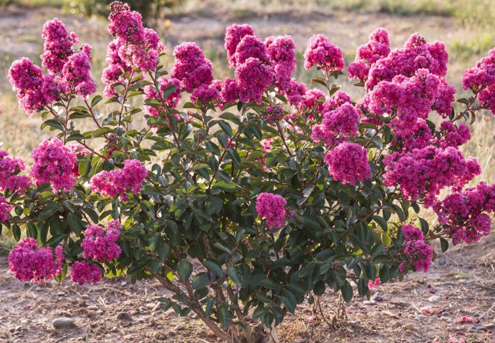 Guide pratique pour le bouturage du lilas des Indes
