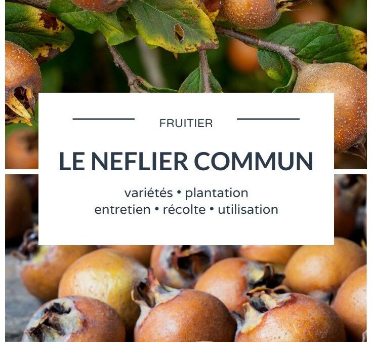 Différences entre néflier et néflier du Japon: guide comparatif et conseils d’entretien