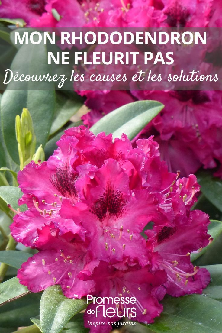 Rhododendron feuilles