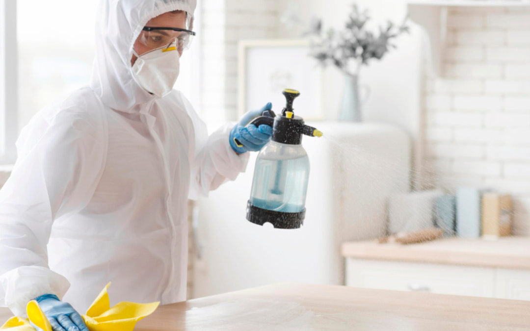 Blattes à Bordeaux : la solution professionnelle pour un intérieur sain !